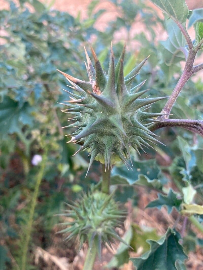 Datura 17