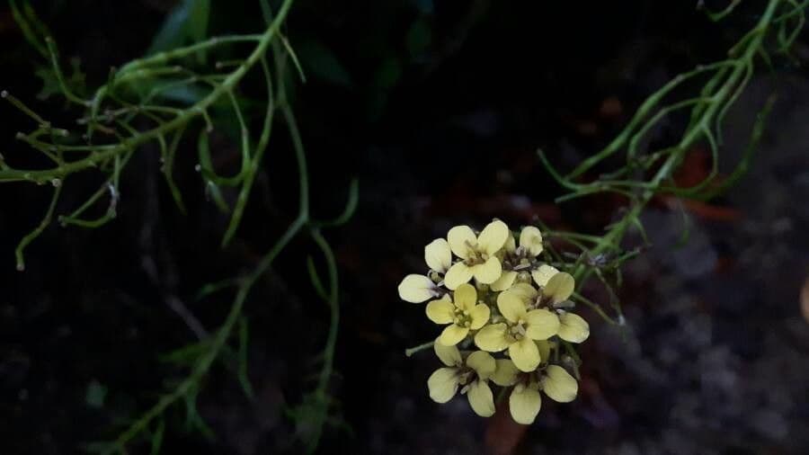 Sinapidendron 2