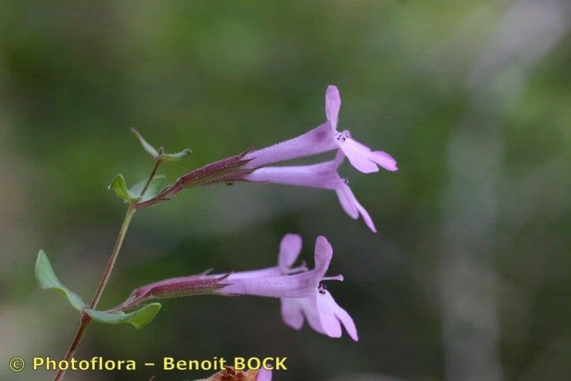 Micromeria marginata 5