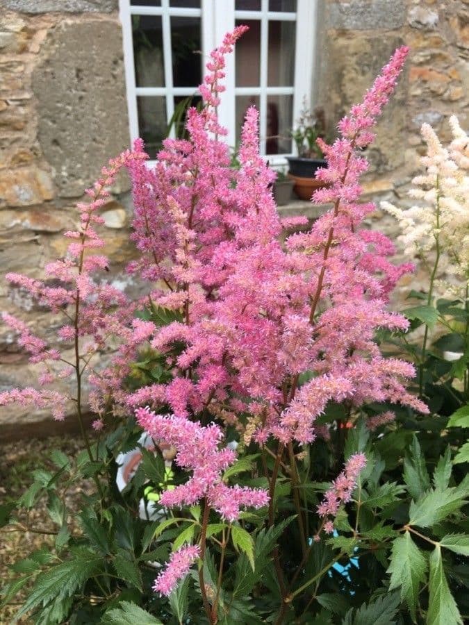 Astilbe giapponese 7