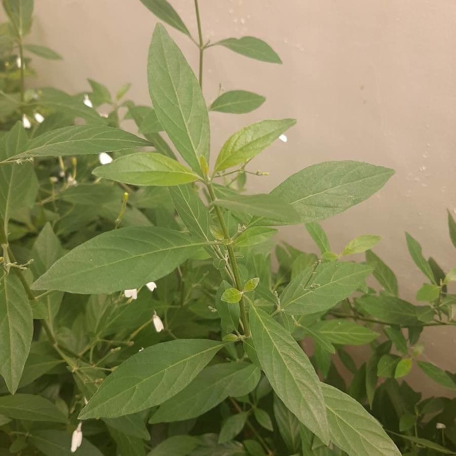 Rhinacanthus 9