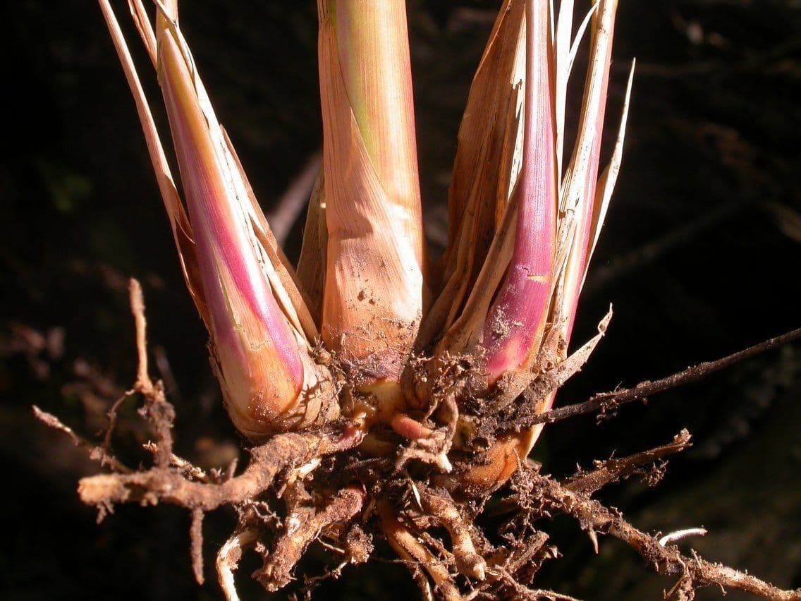 Tripsacum dactyloides 22