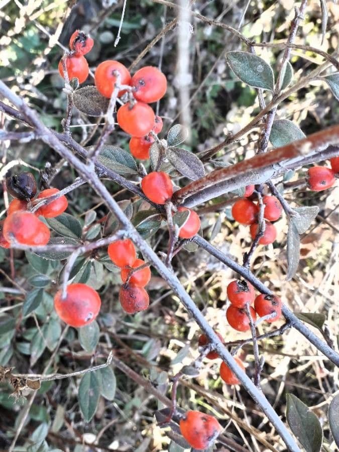Cotoneaster di Franchet 5