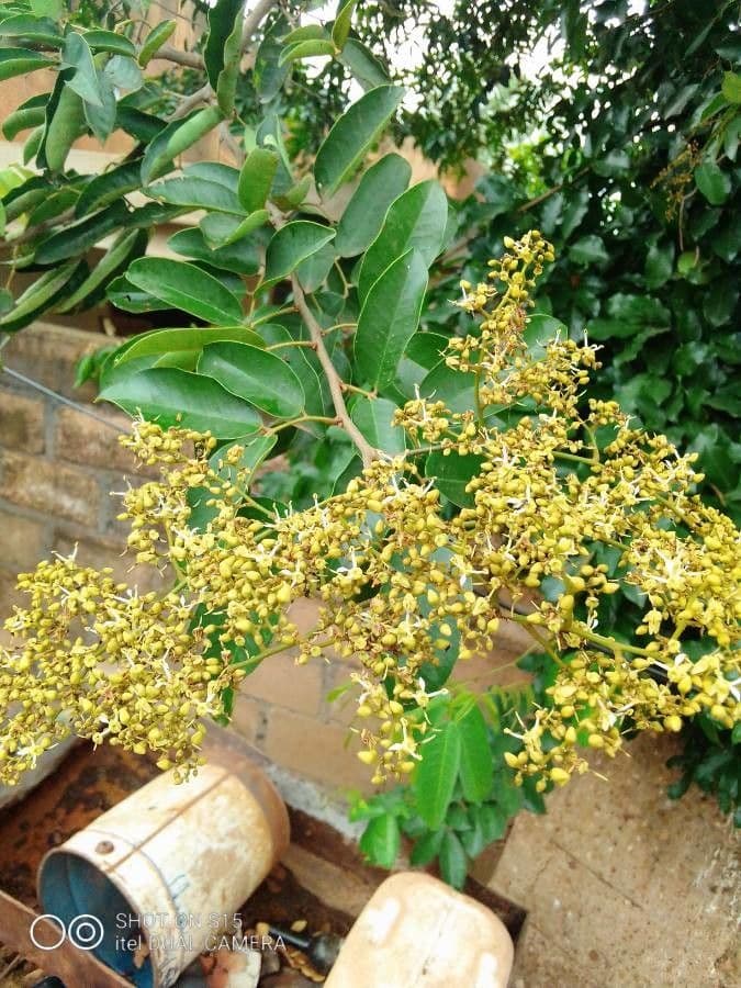 Dialium guineense 13