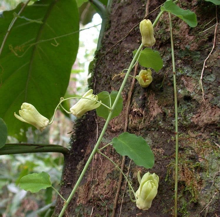 Passiflora 10