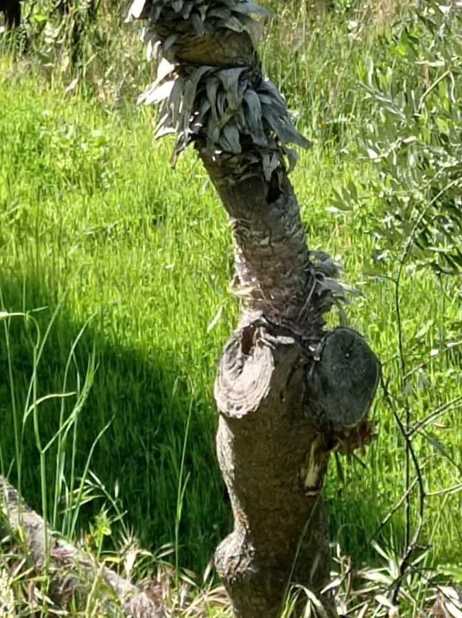 Furcraea 21