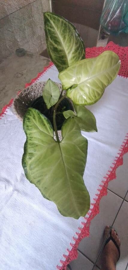 Syngonium 5