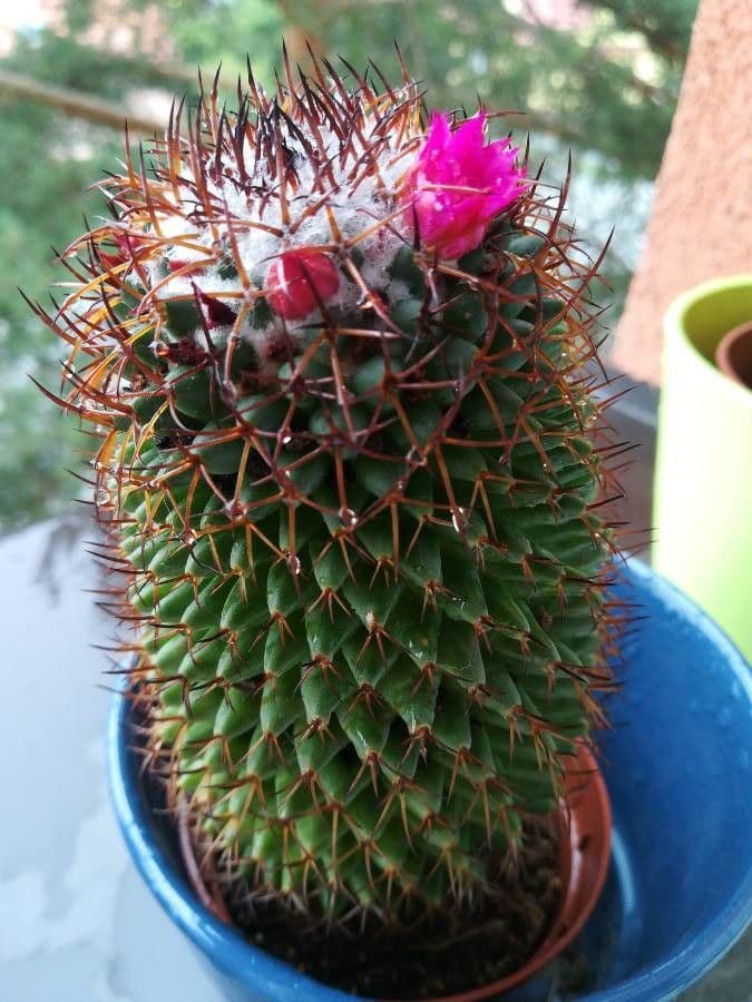 Mammillaria 10