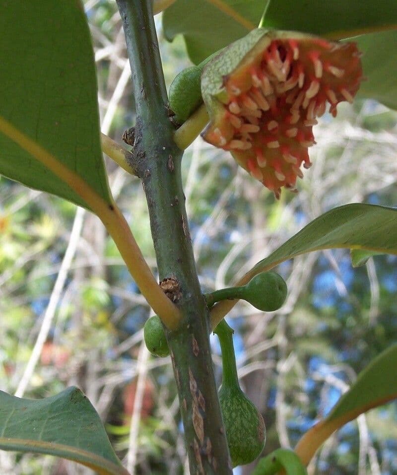 Tambourissa purpurea