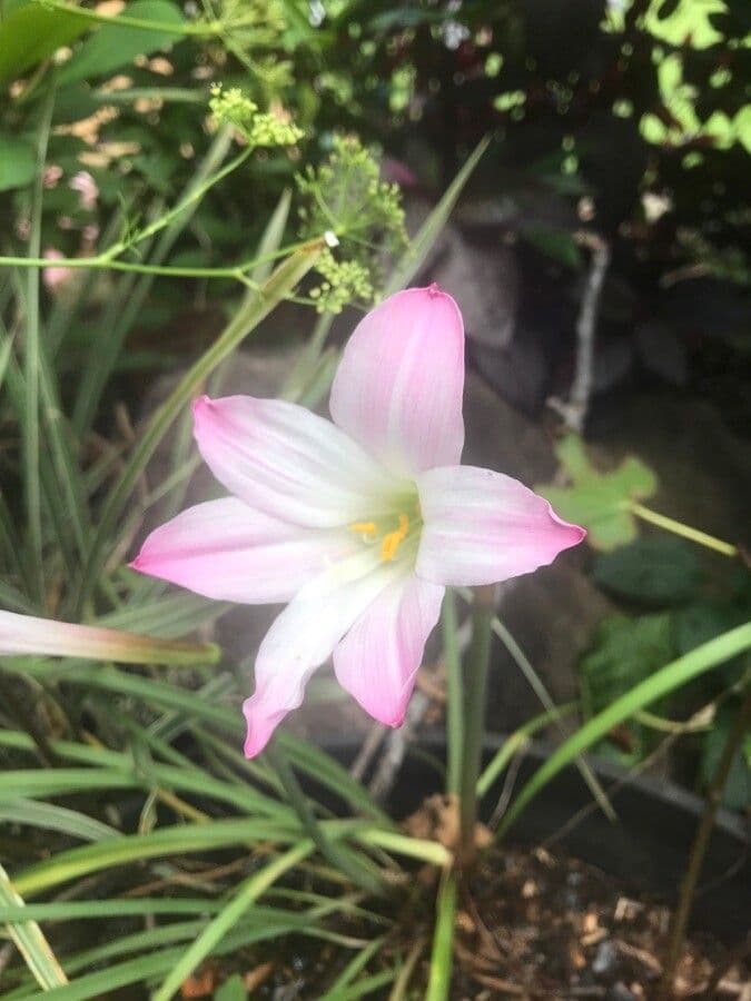 Zephyranthes 3