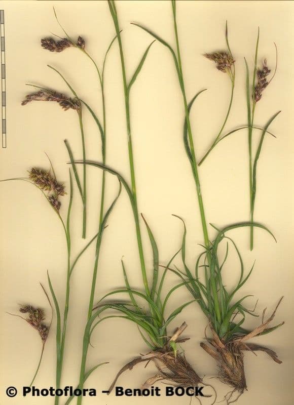Junco pediforme 25