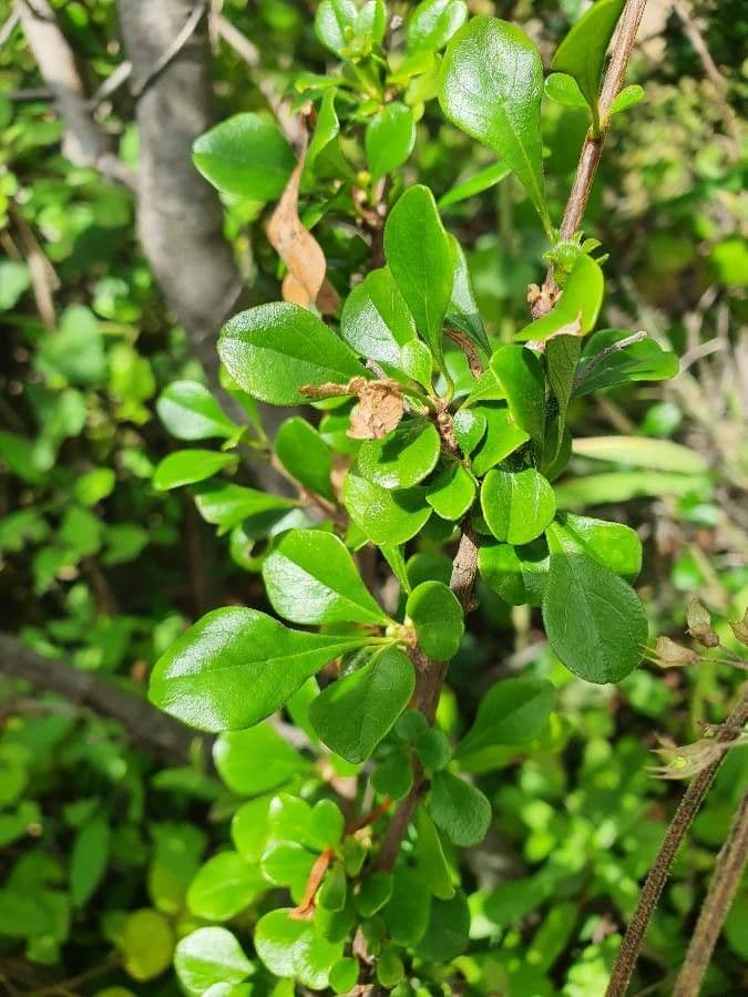 Turraea 9