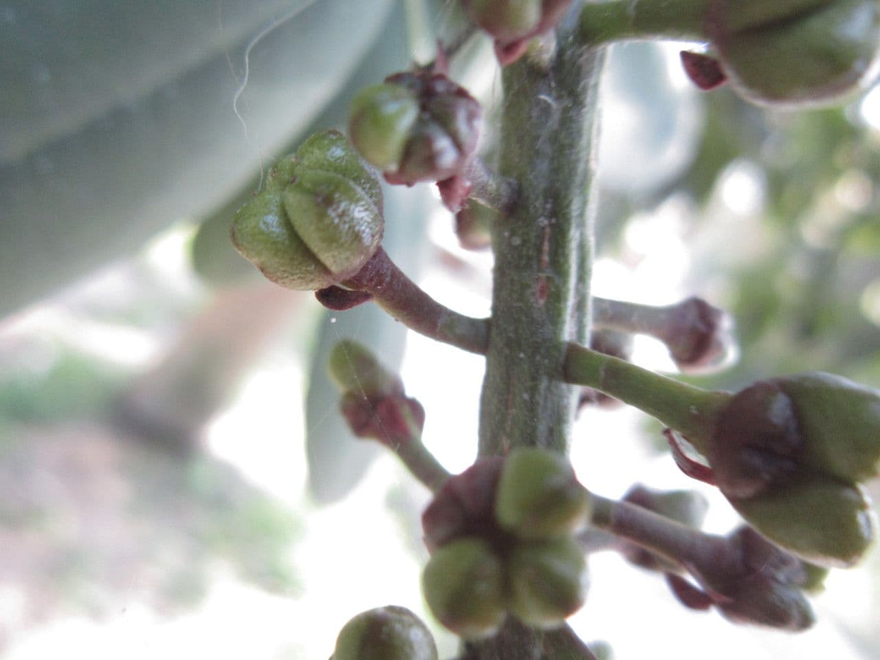 Pilocarpus pernatý 2