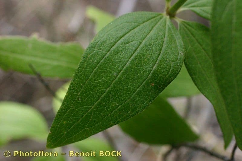 Przytulia rubioides 14