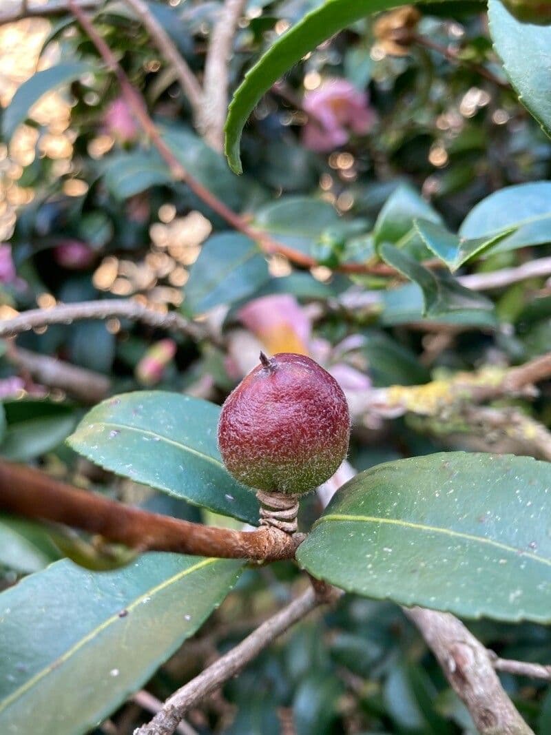 Camelia sasanqua 4