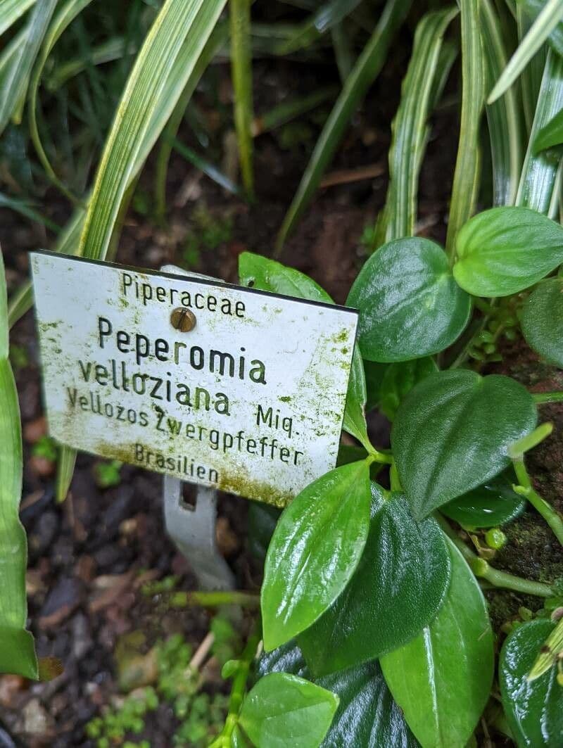 Peperomia velloziana 5