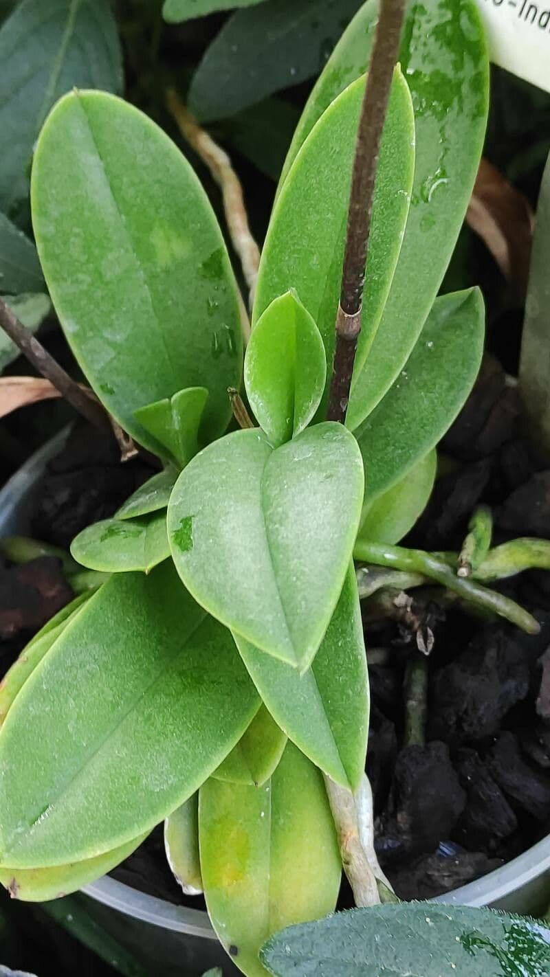 Phalaenopsis 6