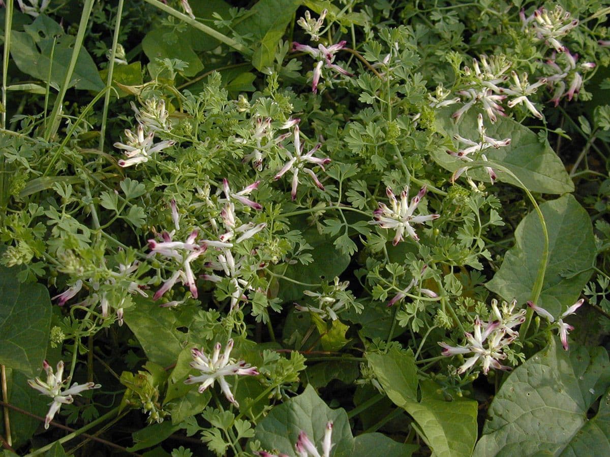 Fumaria occidentale 7