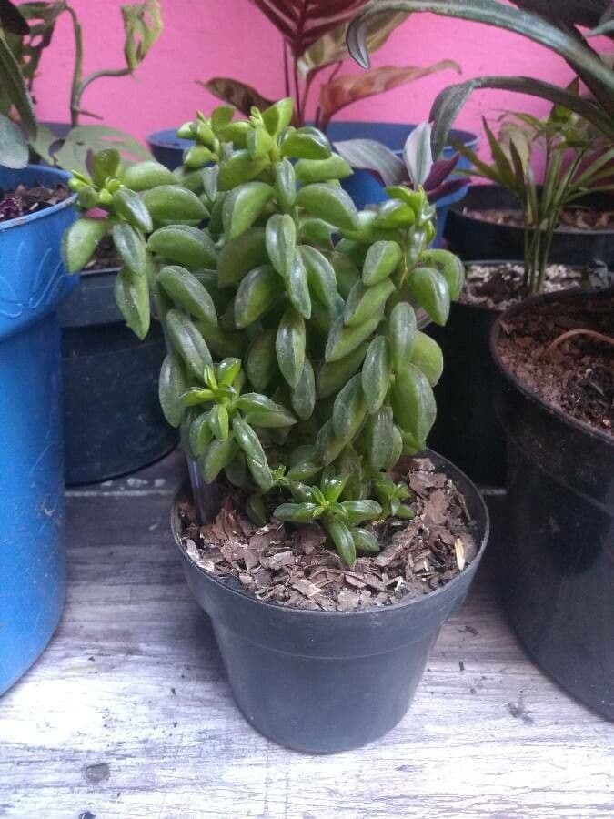 Peperomia 8