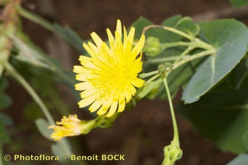 Lechuga