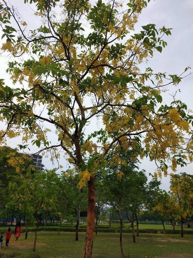 Cassia 19