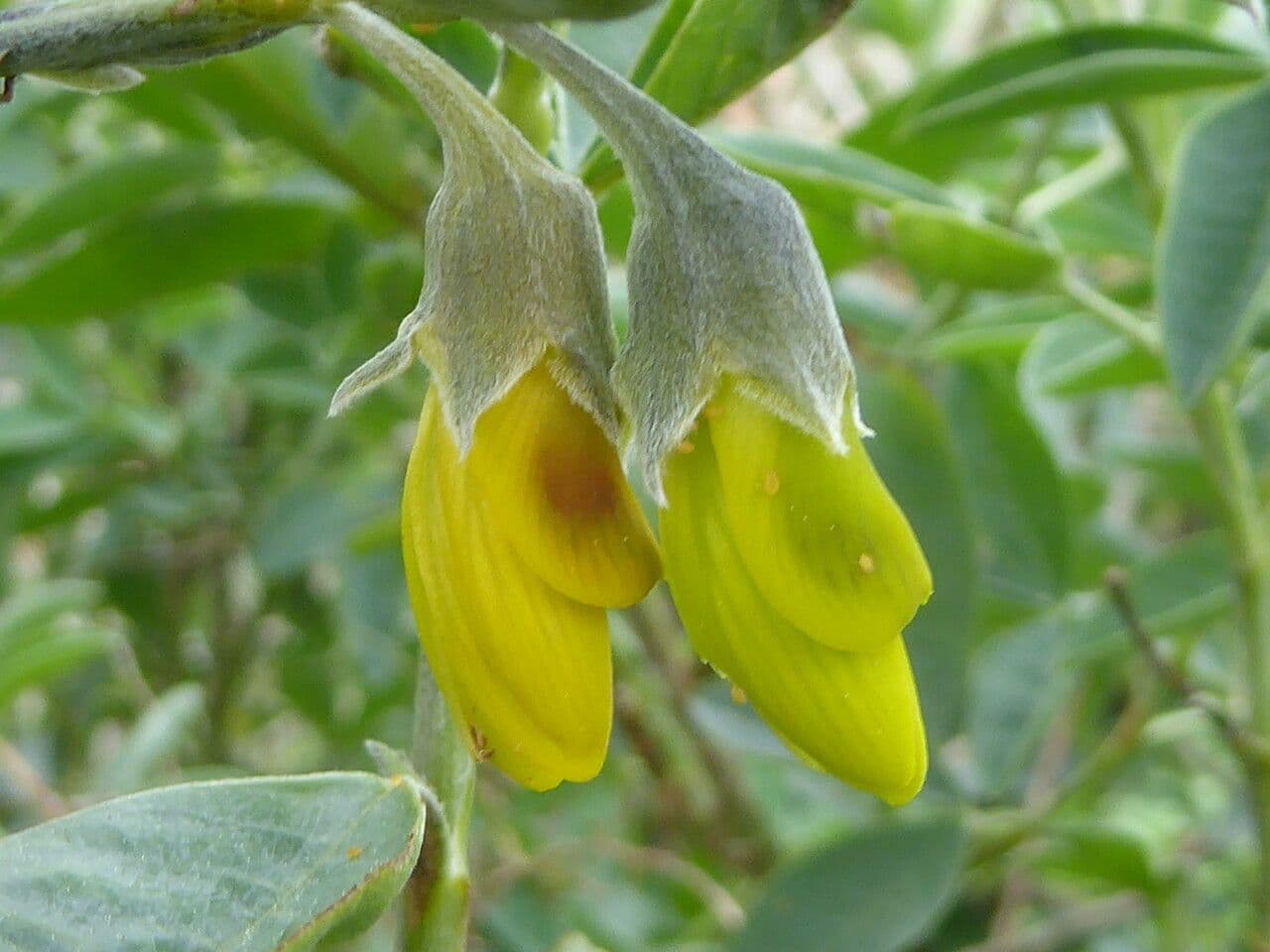 Anagyris fetida 6