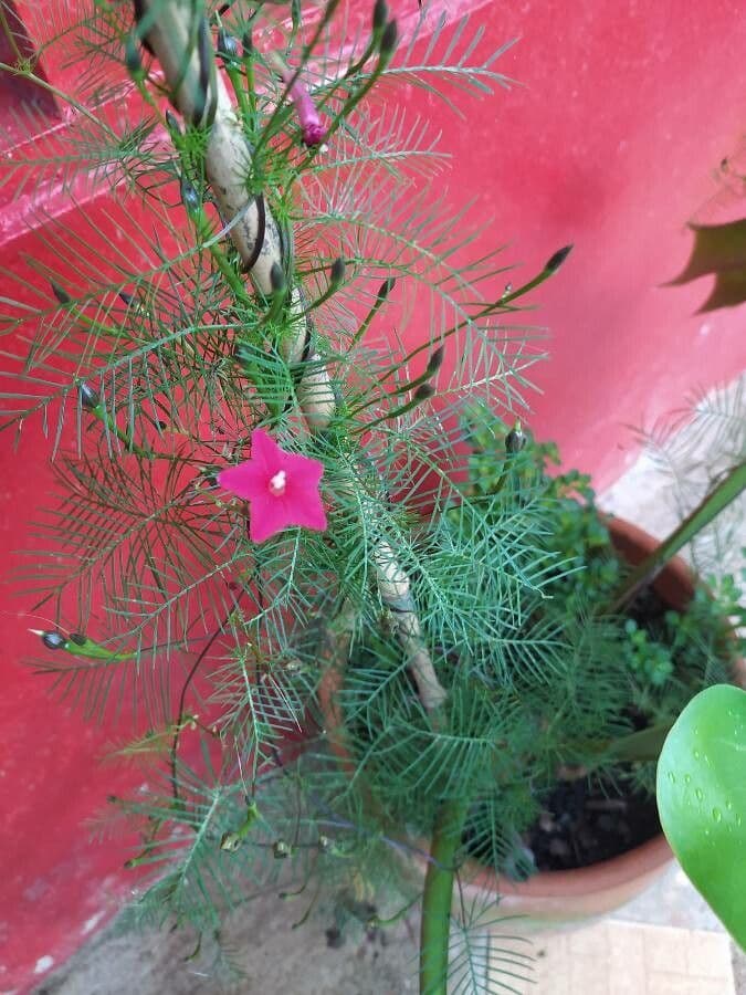 Ipomoea quamoclit 7