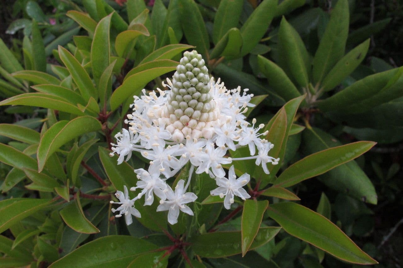 Xerophyllum 3