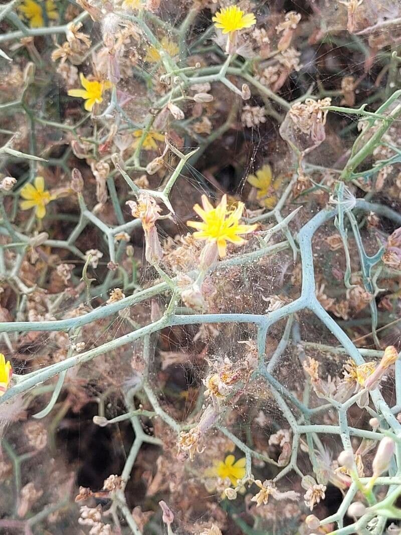 Launaea arborea 8
