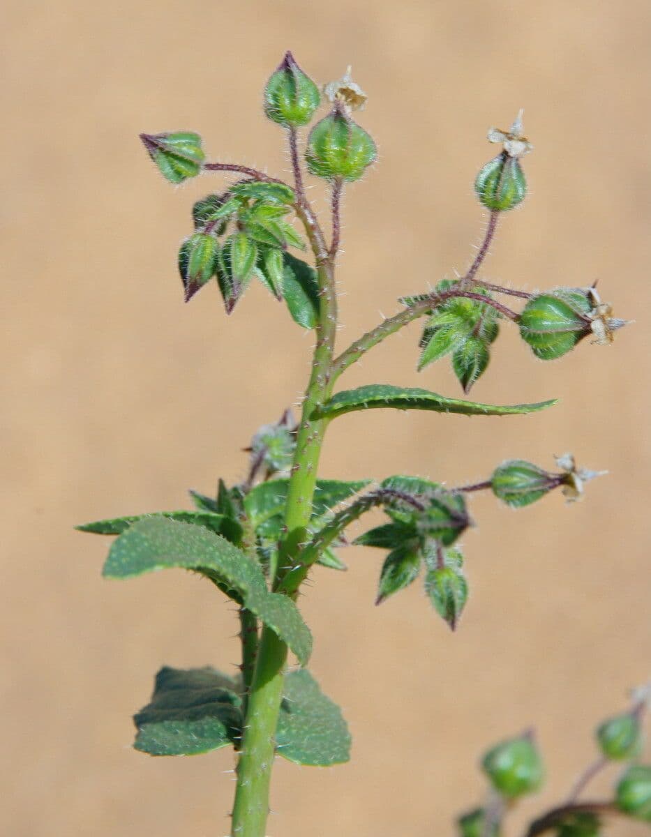 Trichodesma 15
