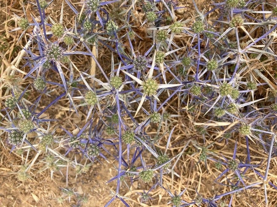 Panicaut crétois 5
