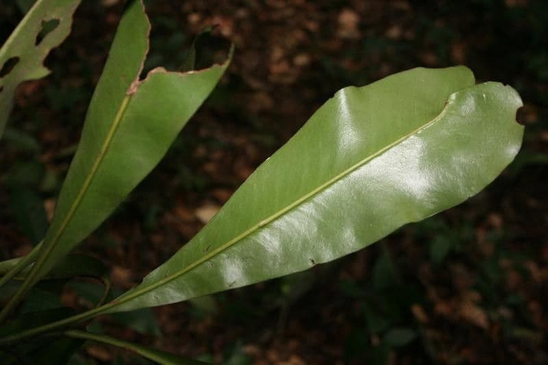 Rhabdodendron 4