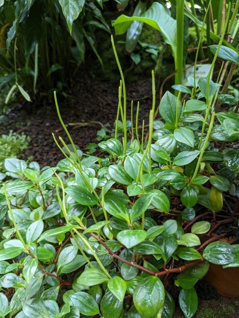 Peperomia glabra 7