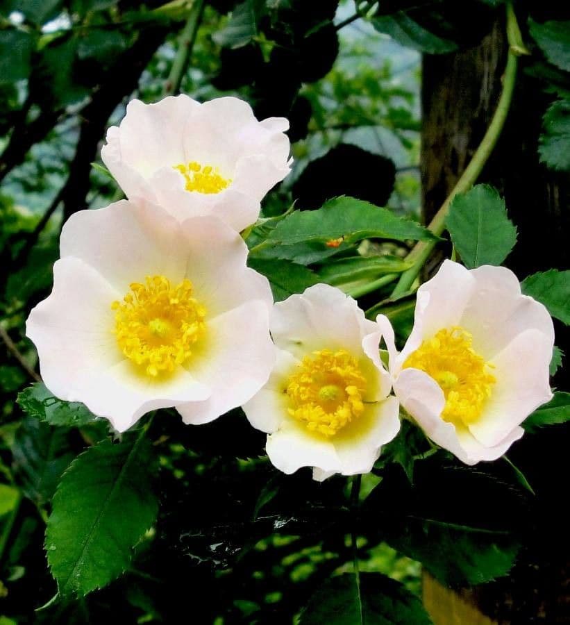 Acker-Rose 10