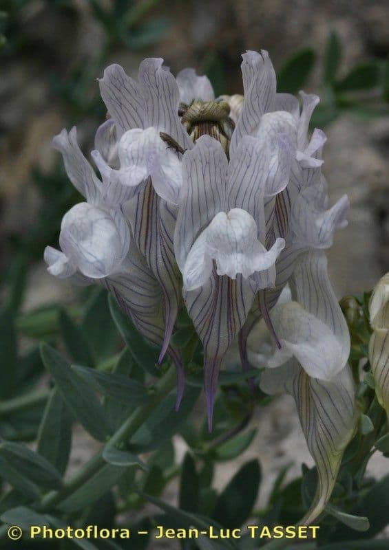 Linaria verticillata 4