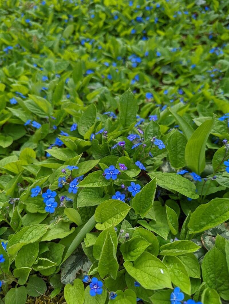 Omphalodes verna 16