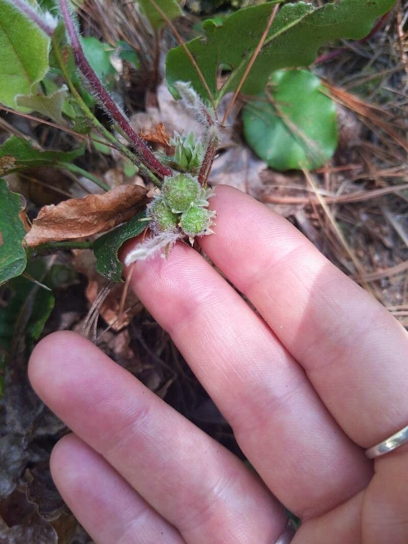 Epigaea repens