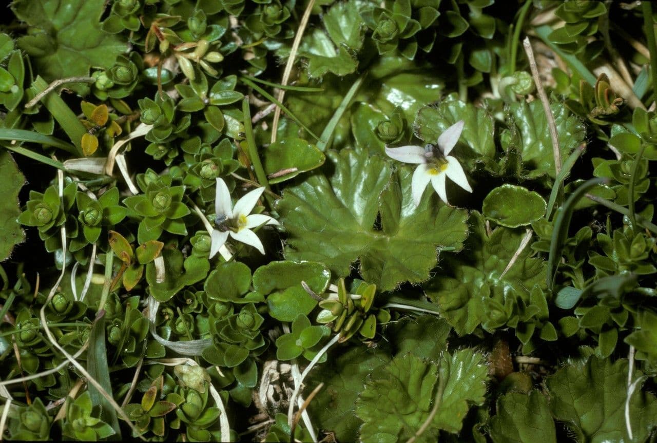 Lobelia 6