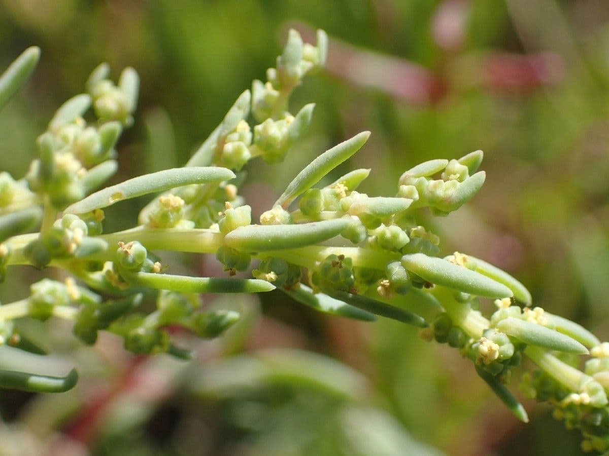 Suaeda marittima 28