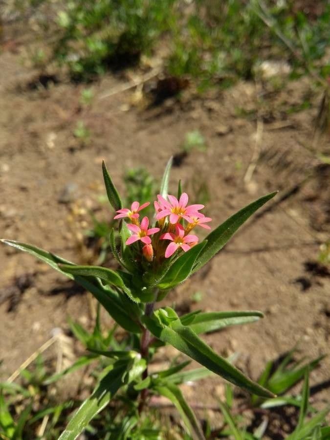 Collomia