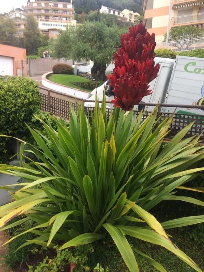 Doryanthes 8