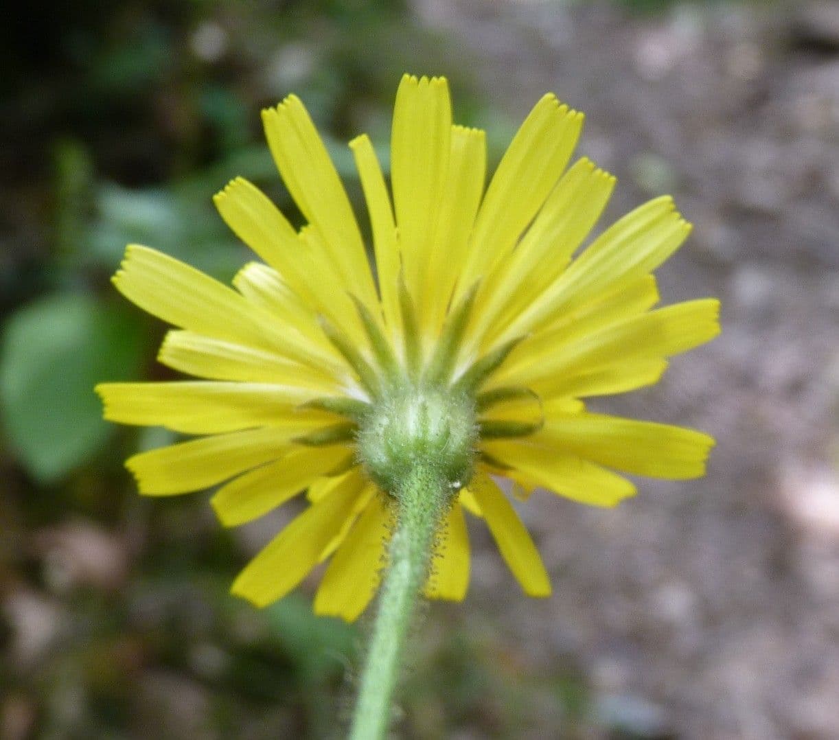 Radicchiella