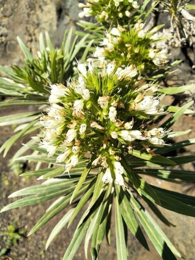 Echium 3