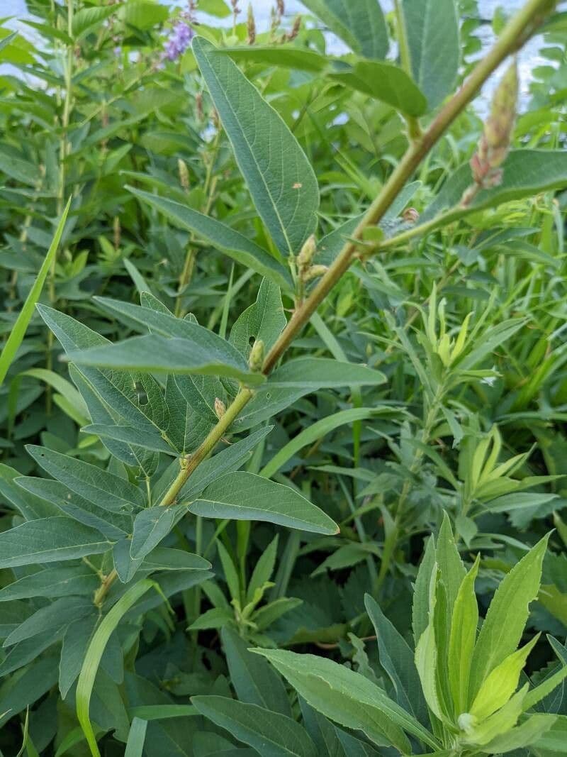 Desmodium canadese 16