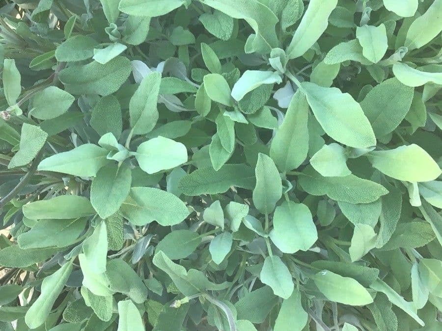 Salvia 2
