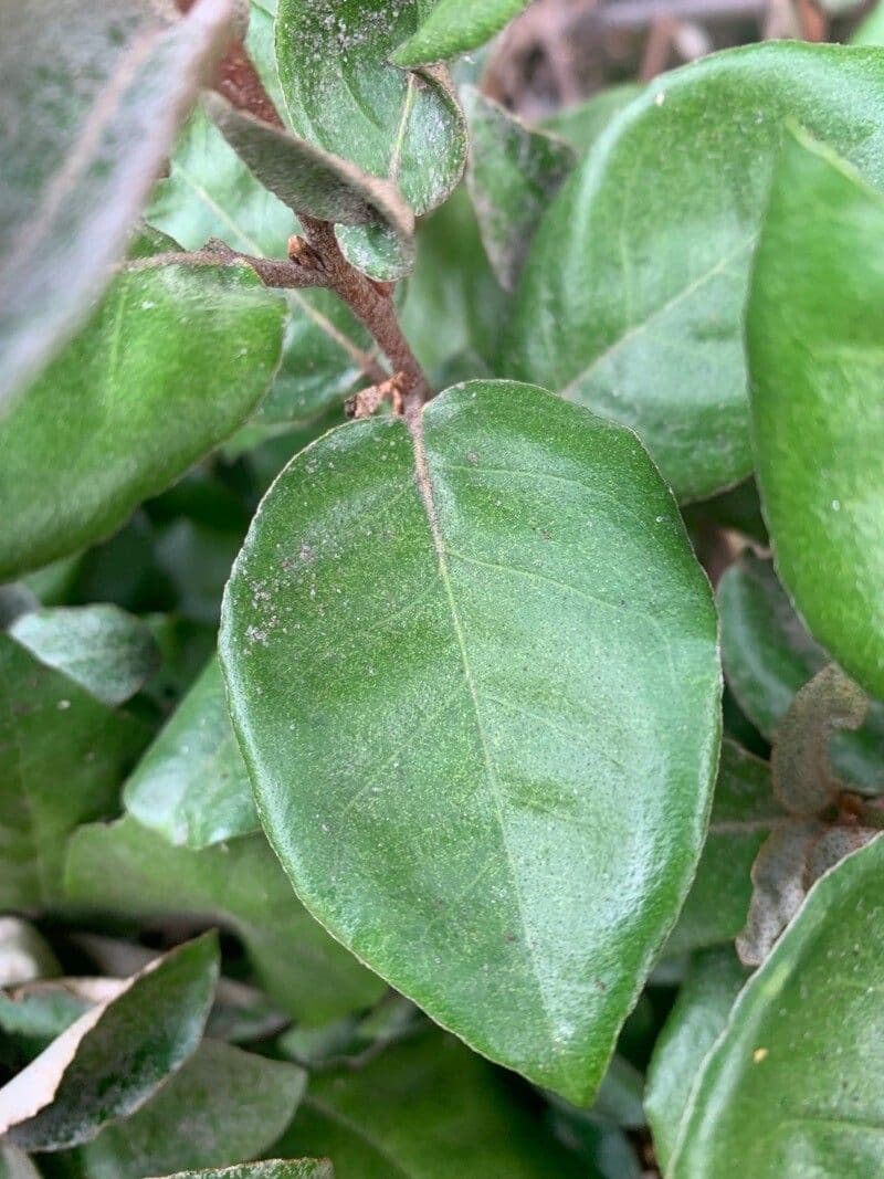 Olivastro spinoso 8