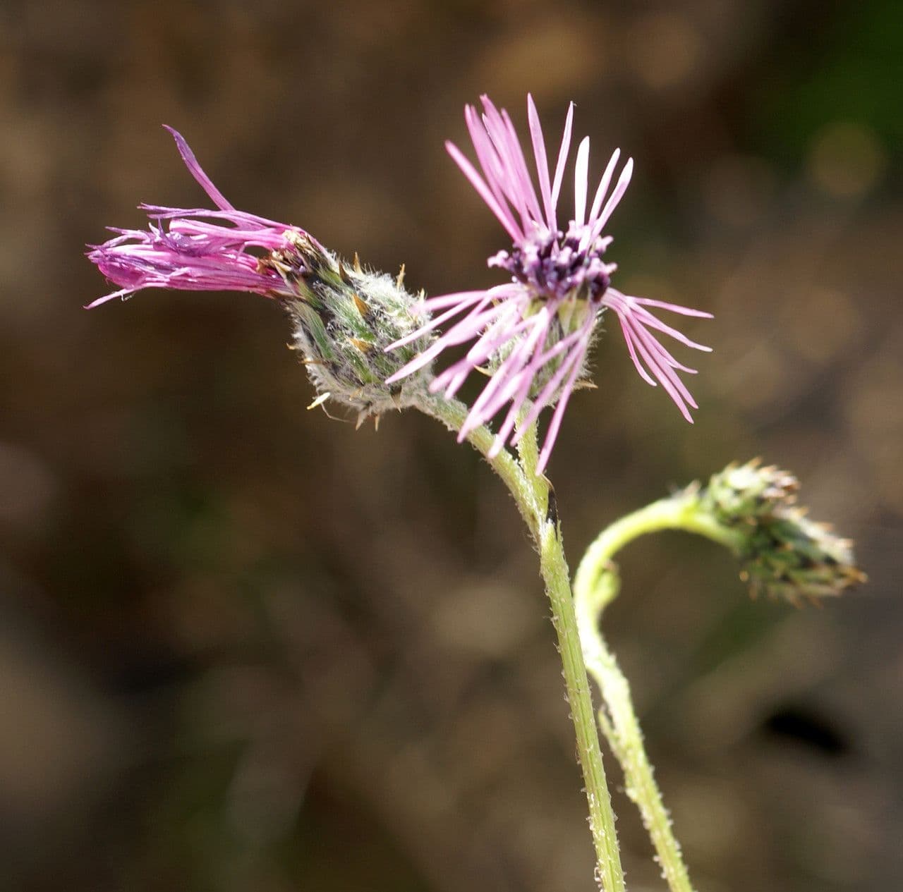 Volutaria tubuliflora