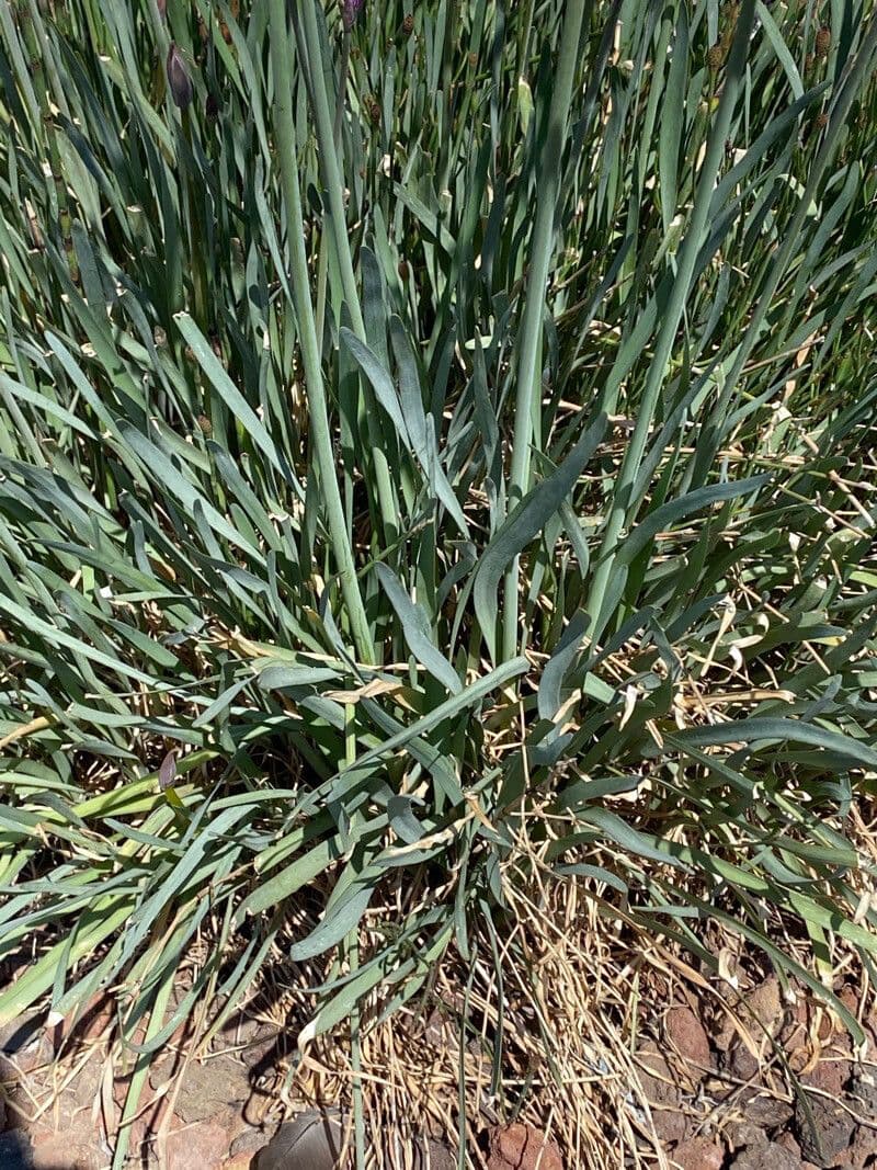 Tulbaghia 17