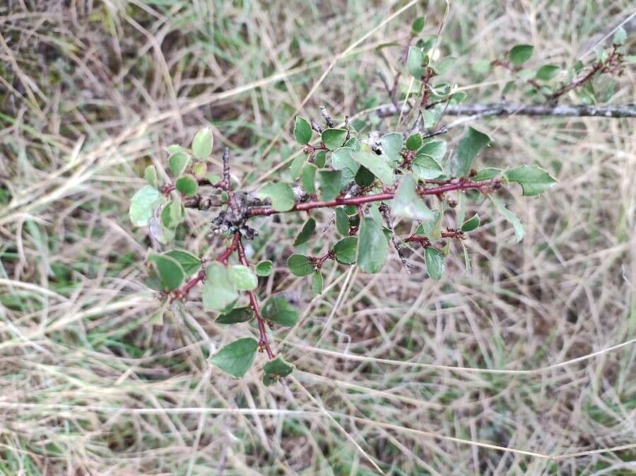 Spiny redberry 10