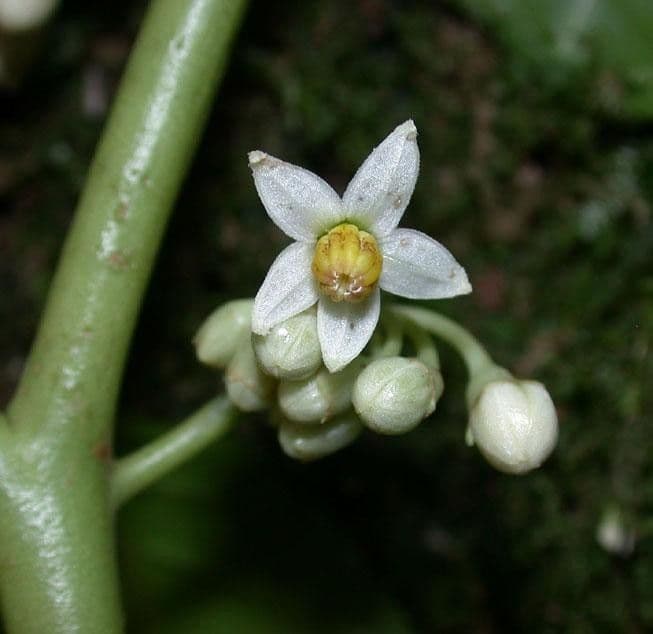 Solanum 4